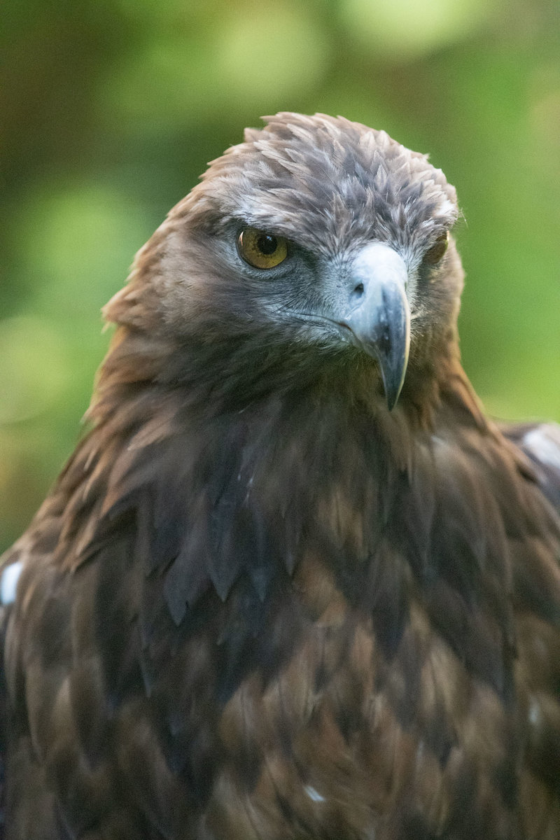 Adler-2109046011.jpg