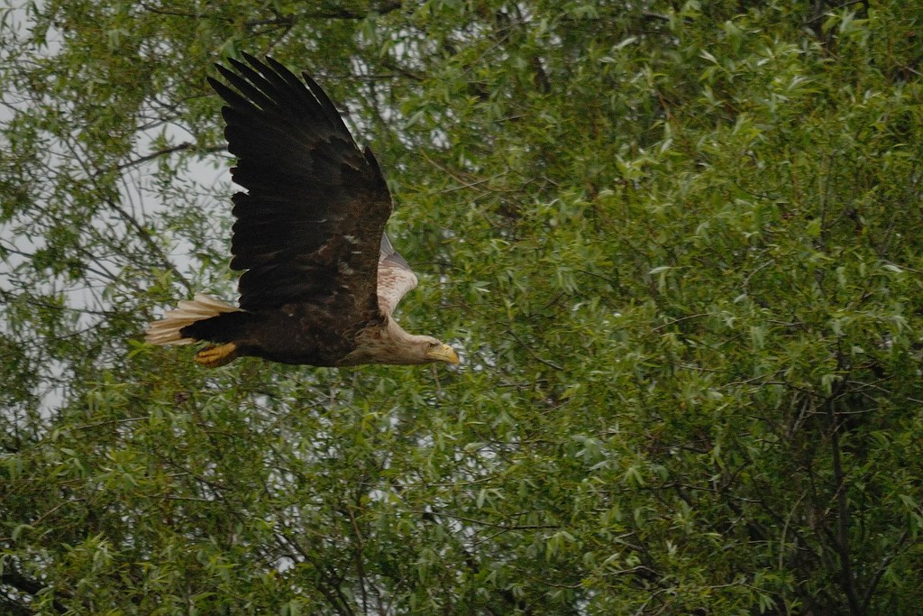 Adler auf Usedom DSC 3174