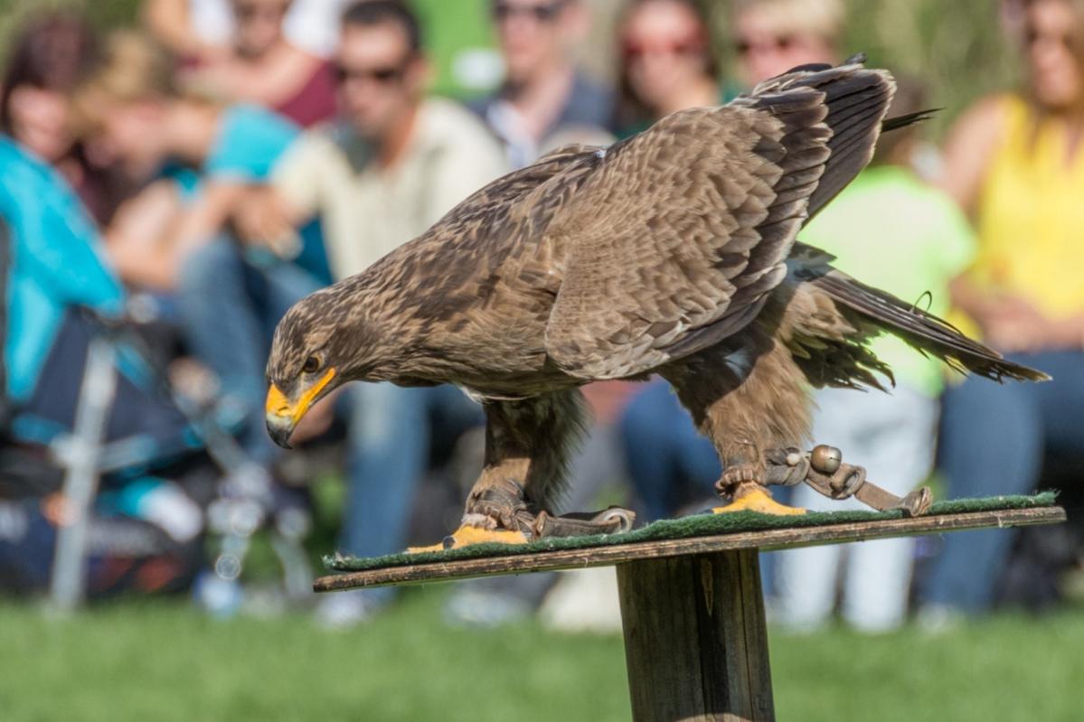 adler gelandet