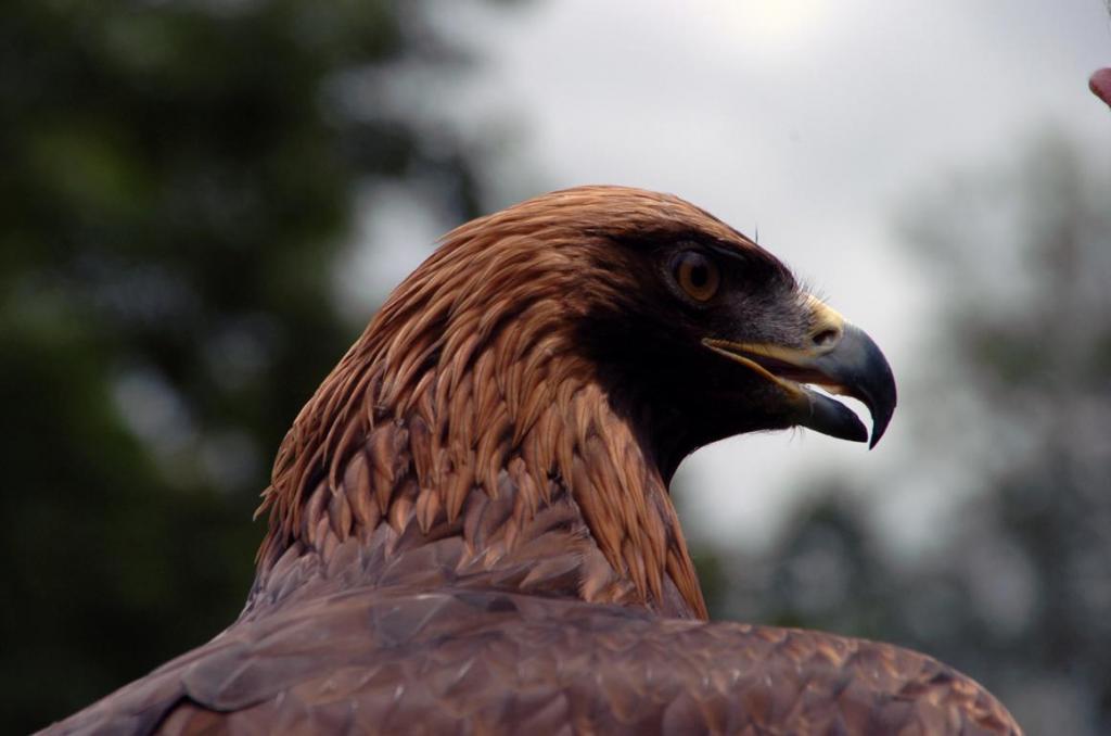 Adler Hellabrunn