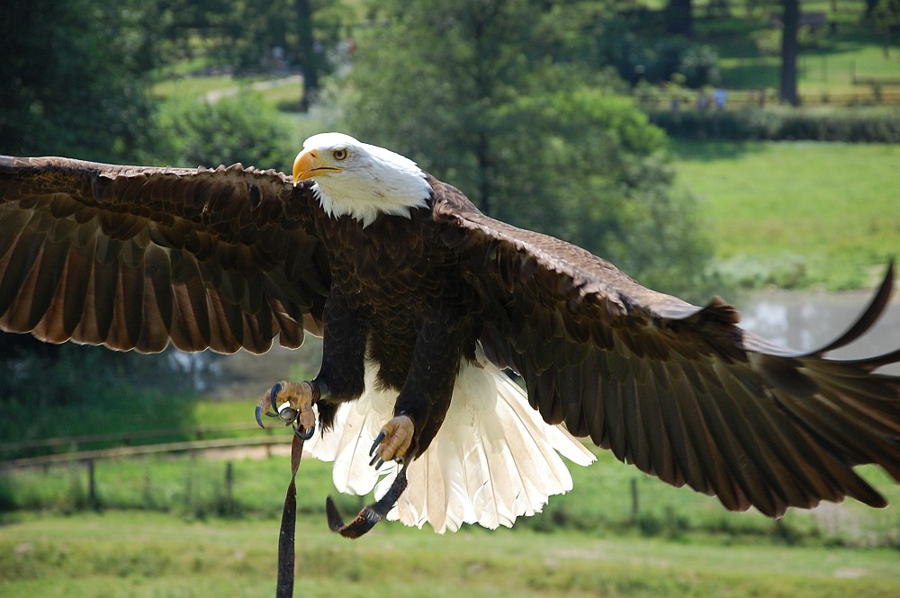 Adler im Landeanflug