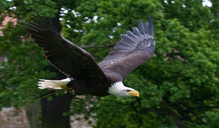 Adler.jpg