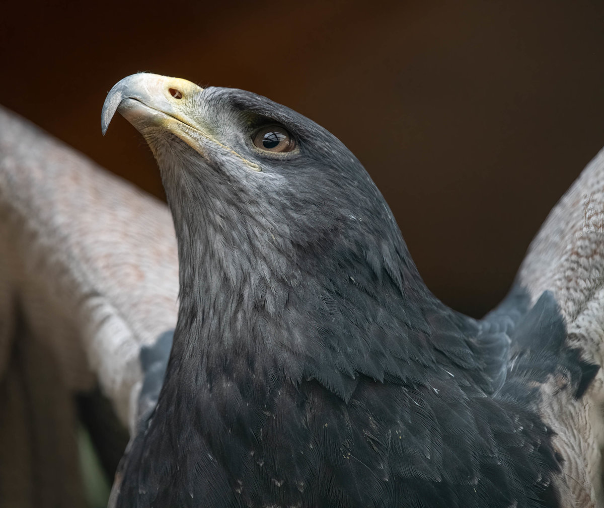 Adler Portrait.jpg