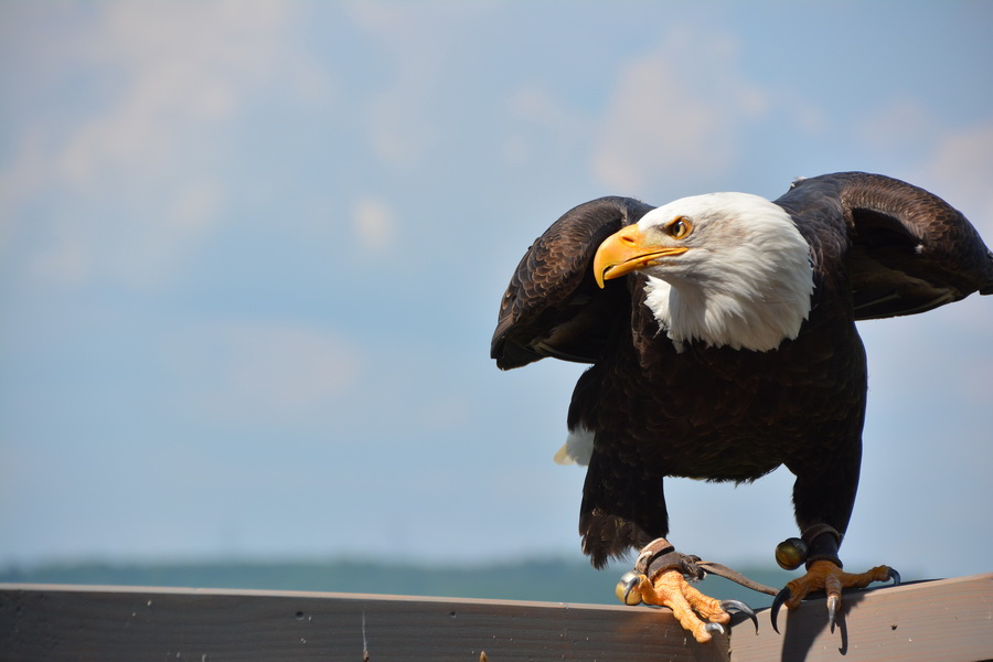 Adler