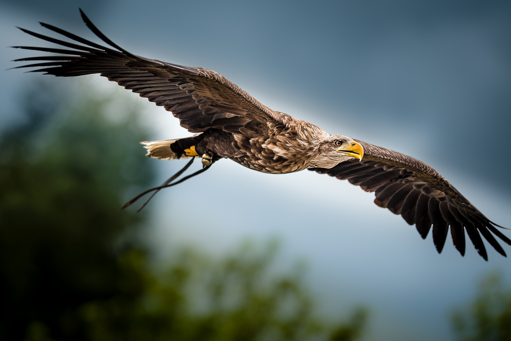Adler