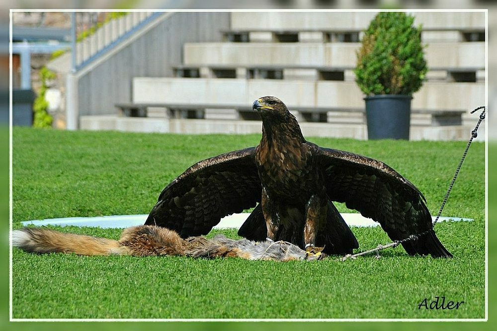 Adler