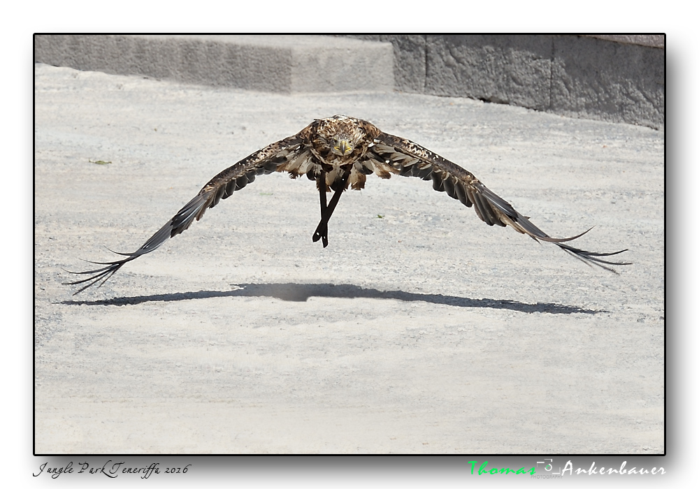 adler