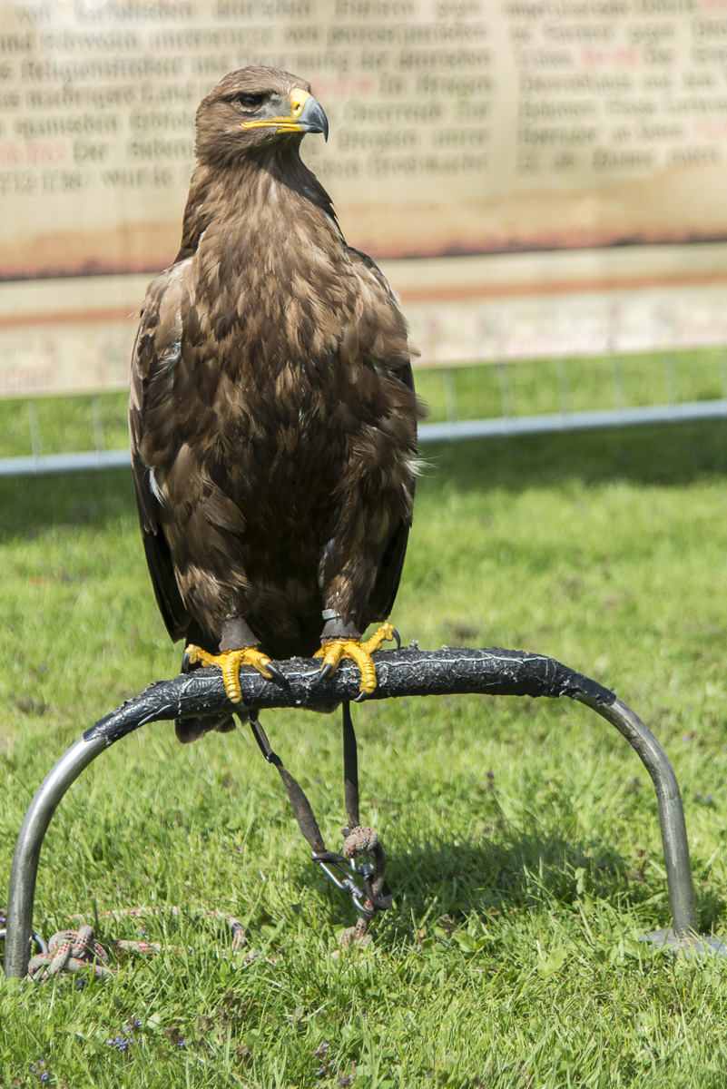 Adler