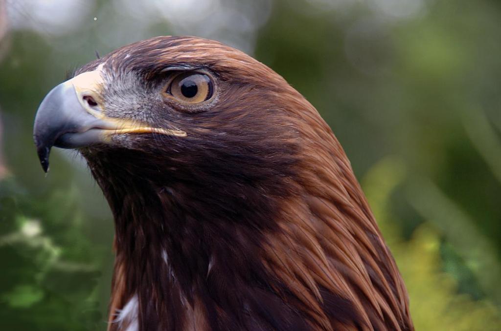Adler