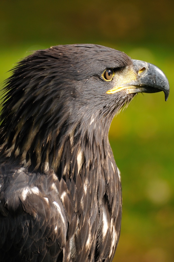 Adler