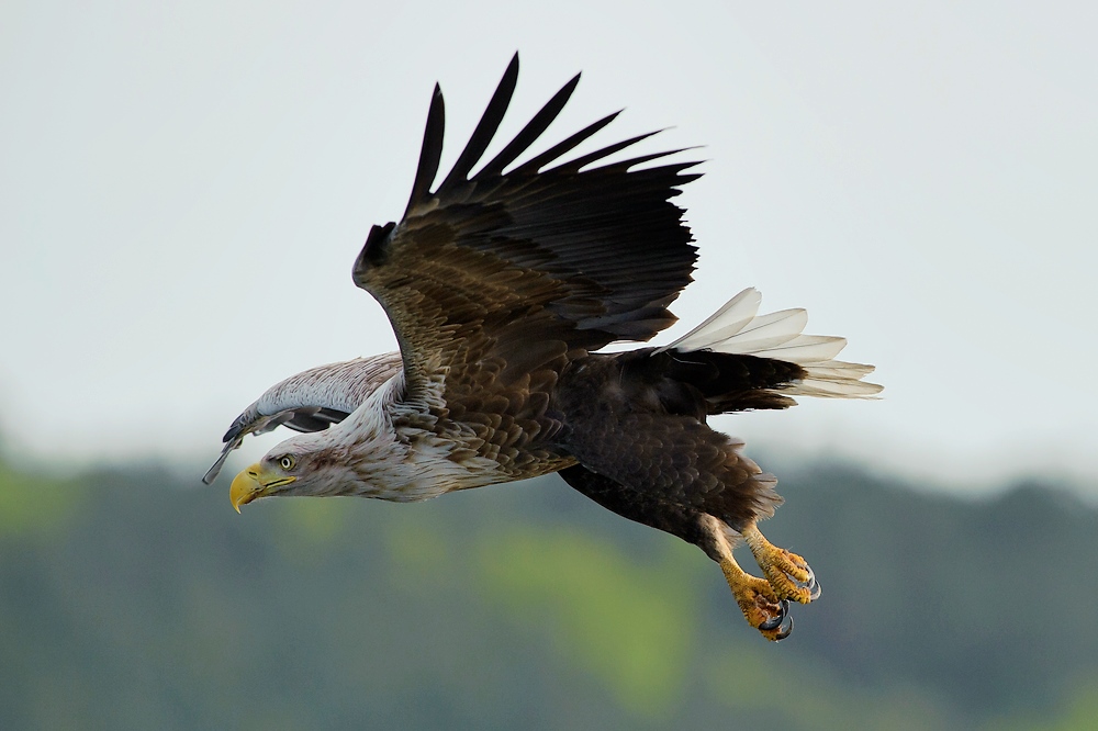 adler