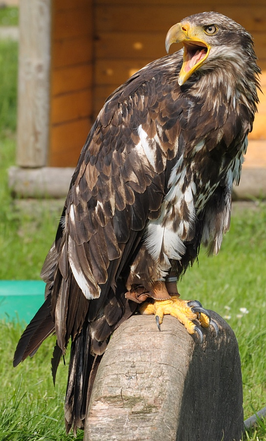 (???)Adler