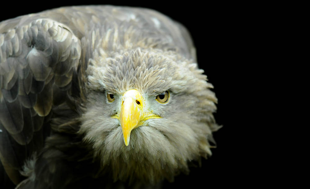 adler1