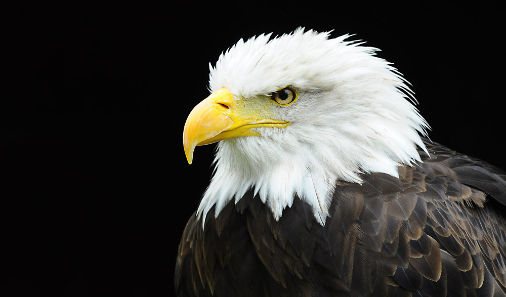 adler4