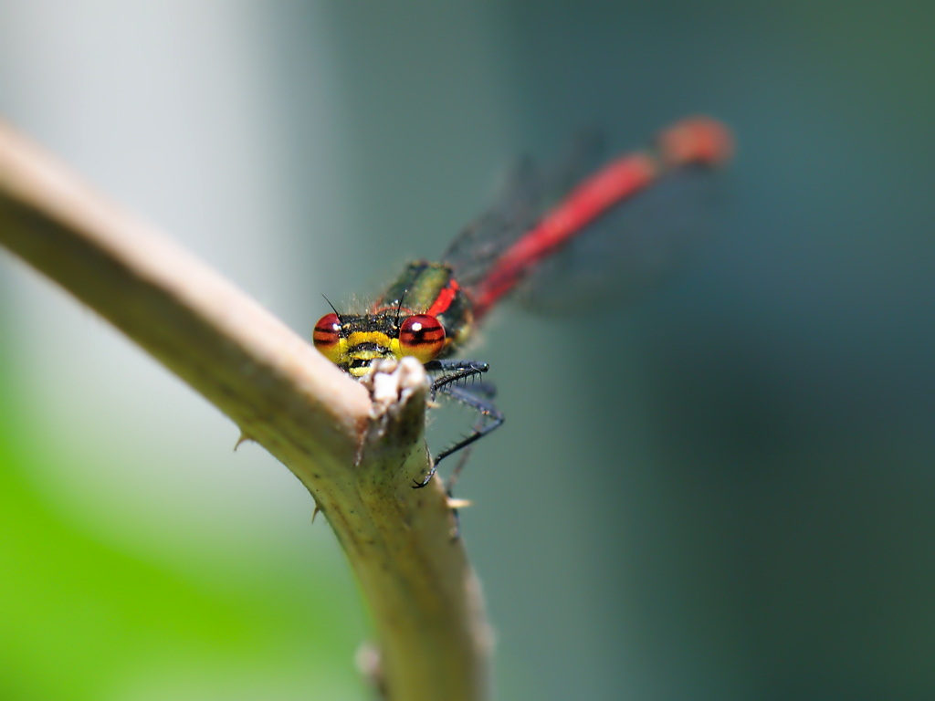 Adonislibelle ♂