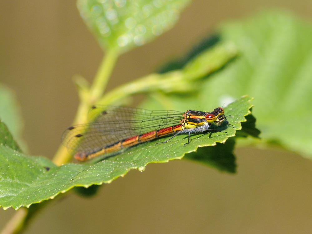 Adonislibelle