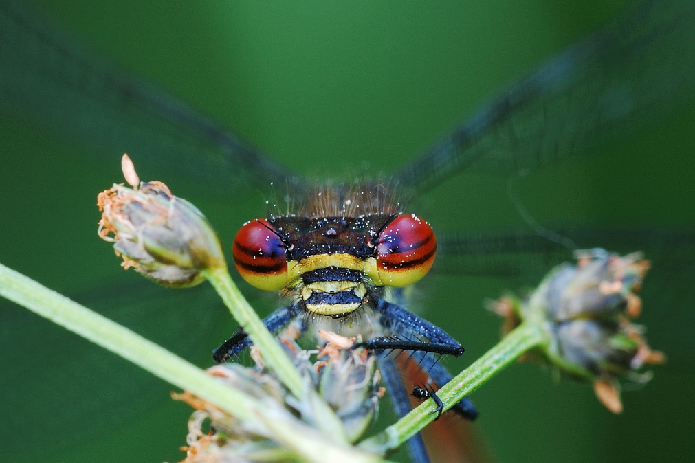 Adonislibellenportrait