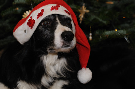 advent2009