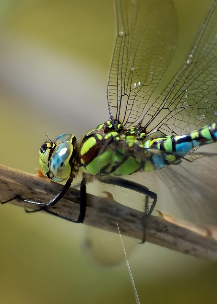 Aeshna cyanea
"Grüne Moosjungfer"