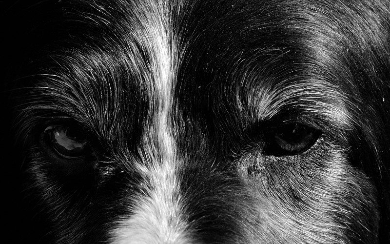 AF Micro-Nikkor 105mm/2.8 D, Nikon D3