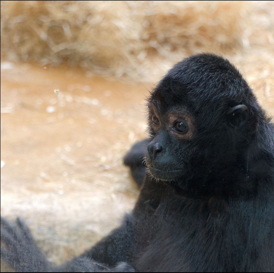 Affe 1