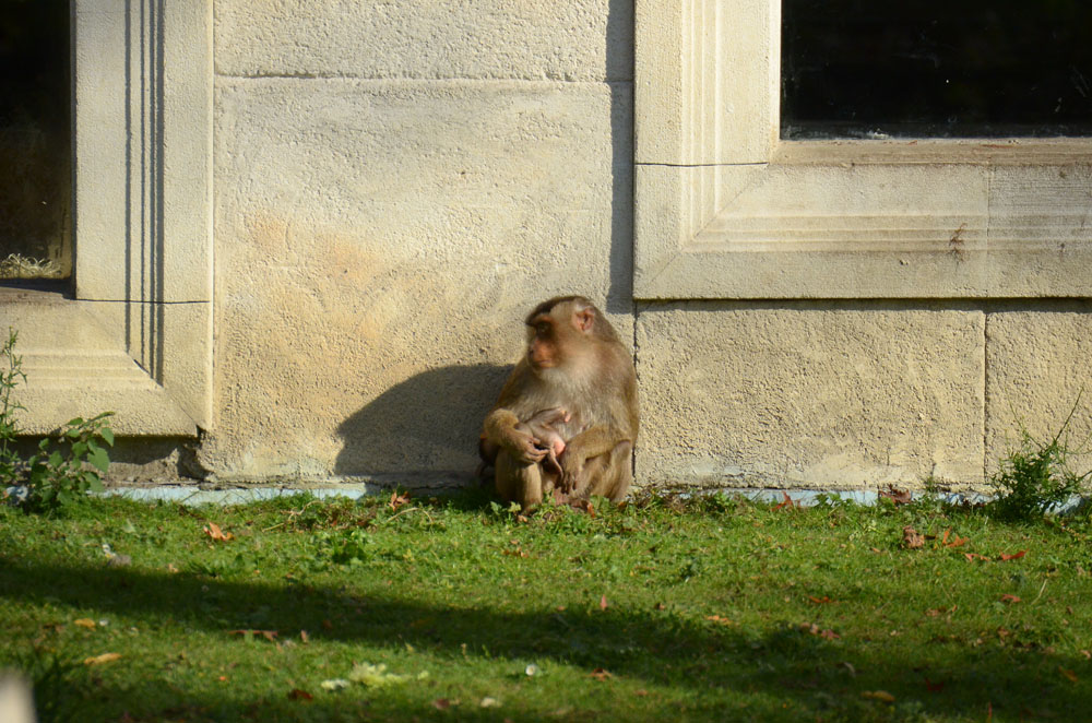 Affe 2