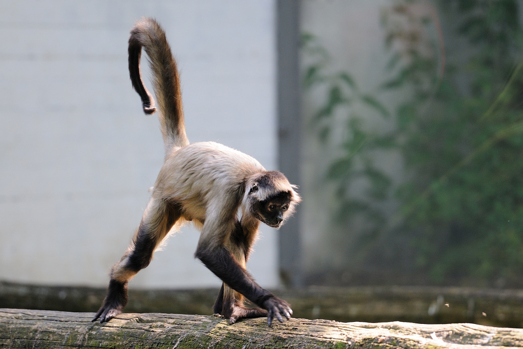 Affe
7593