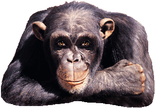 Affe Alles ok.gif