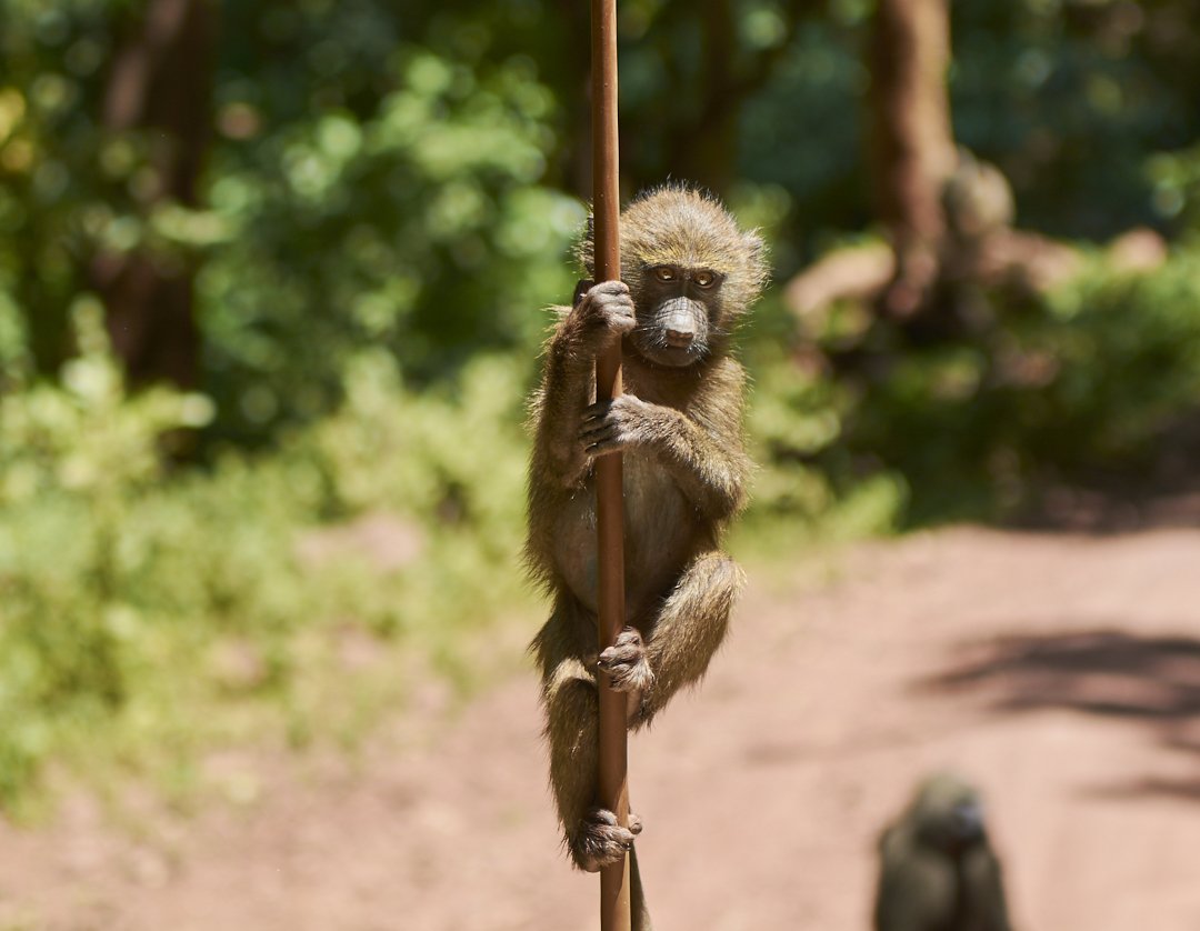 Affe an Antenne