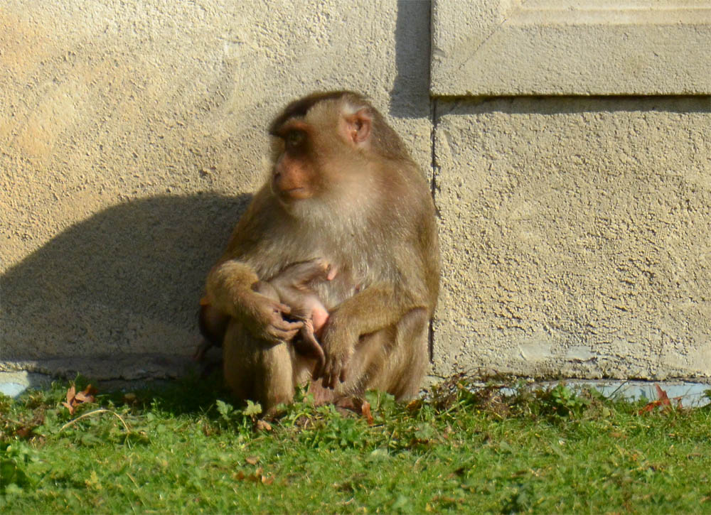 Affe Ausschnitt
