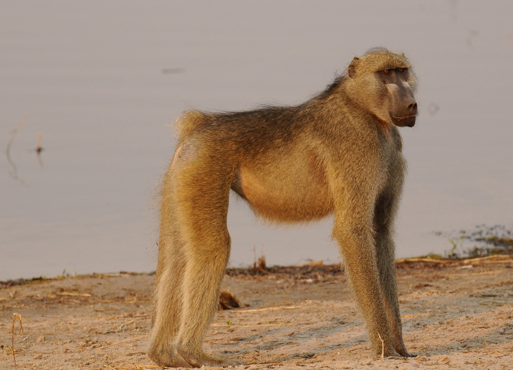 Affe.jpg
