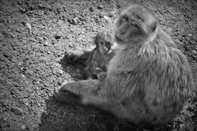 affe