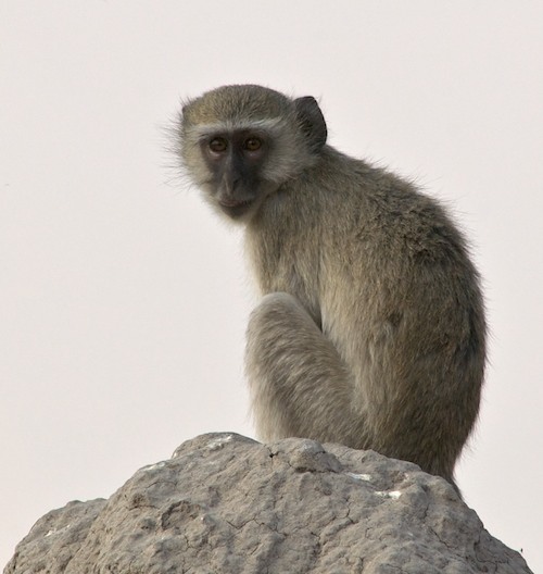 affe