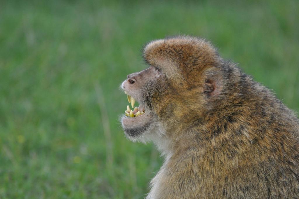 Affe