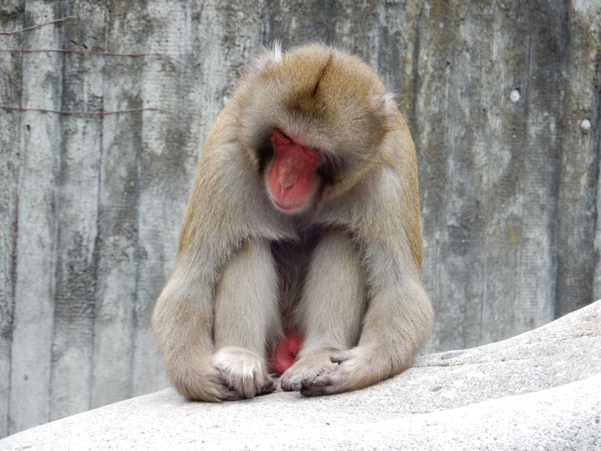 Affe