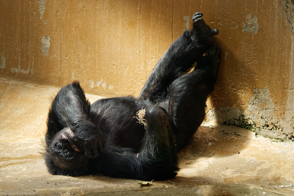 Affe
