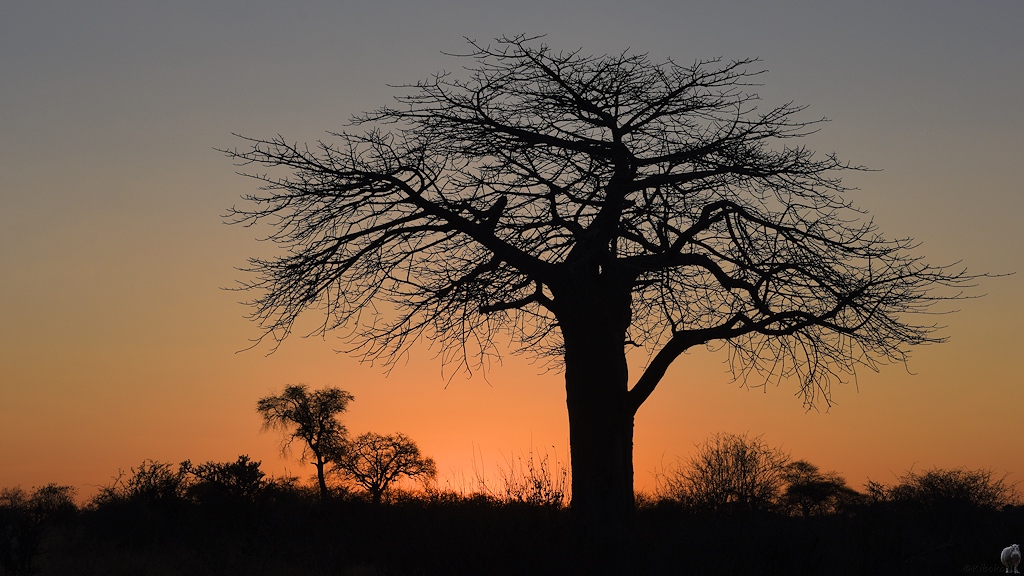 Affenbrotbaum (Baubab)
Ruaha Nationalpark

s498 Ruaha Baobab 9840