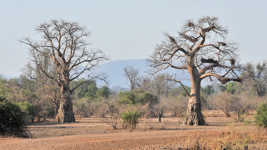 Affenbrotbaumzwillinge
"Twin Baobab"
8910