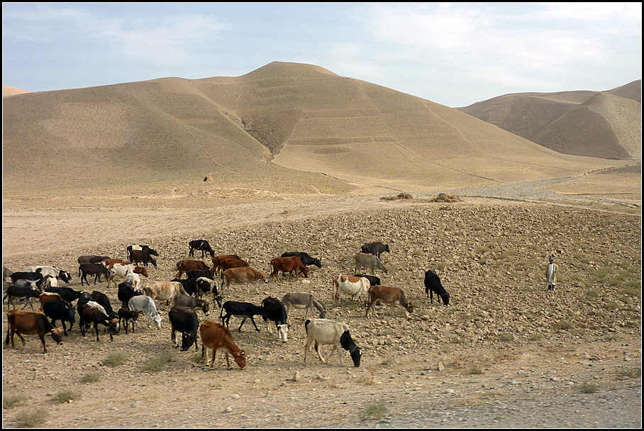 afg64
