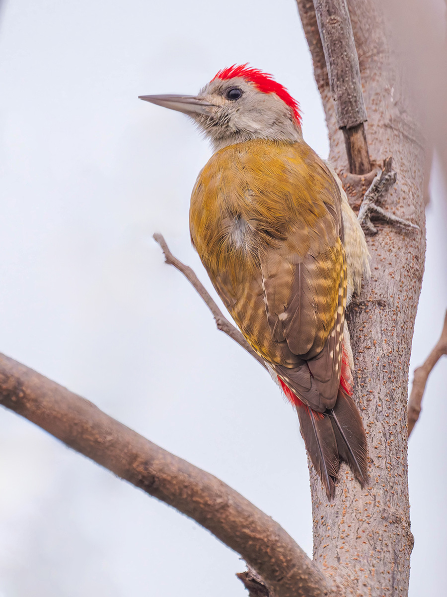 African Grey Woodpecker.jpg