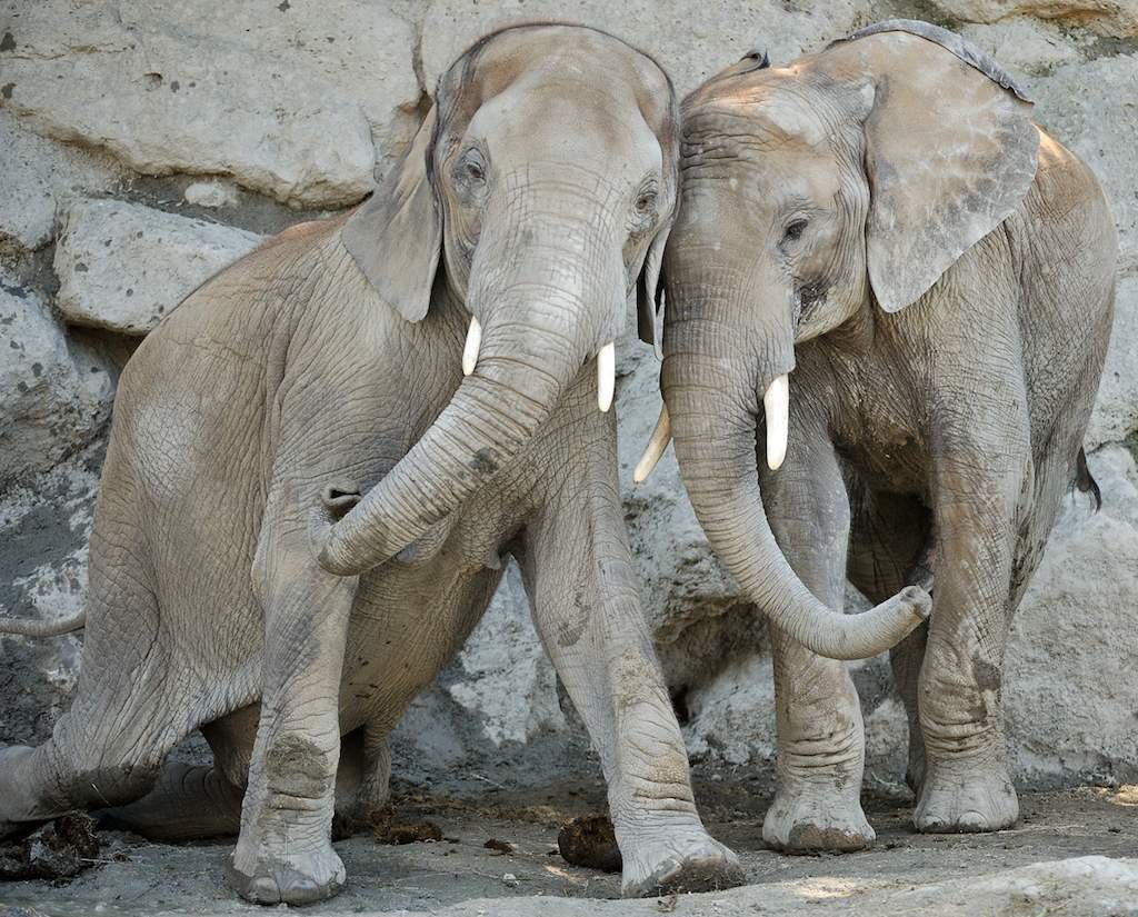 Afrikanischer Elefant
