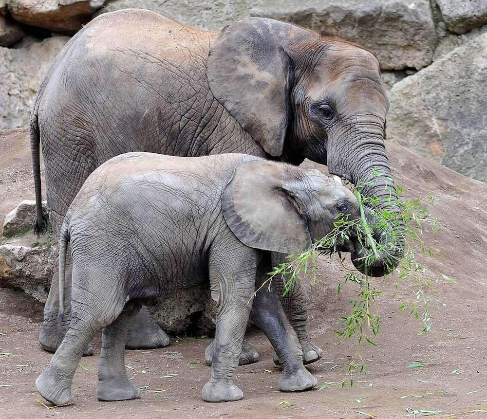 Afrikanischer Elefant
