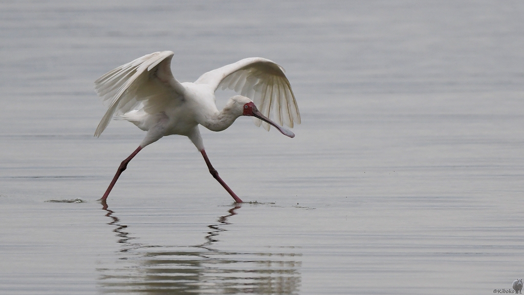 Afrikanischer Löffler (African Spoonbill)
Selous Game Reserve

s1480 African Spoonbill 9636
