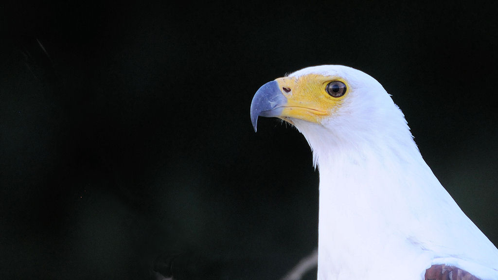 Afrikanischer Schreiseeadler
s403 Seeadler 1393