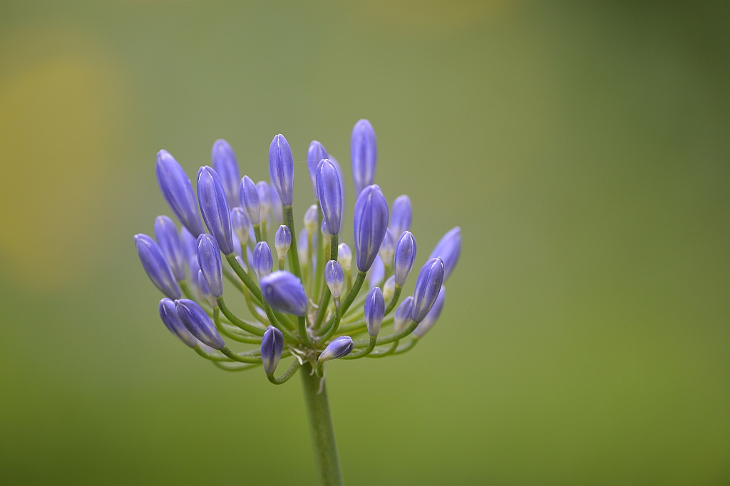 agapanthus nff