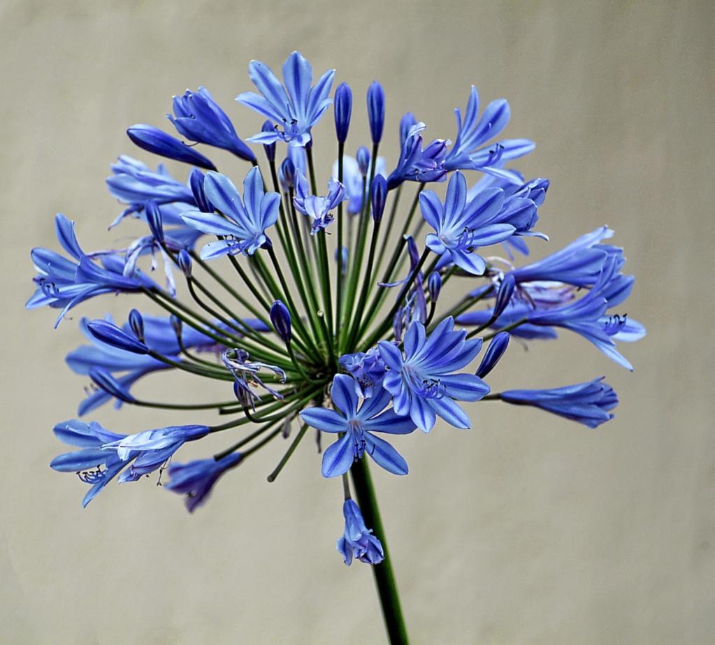 Agapanthus web