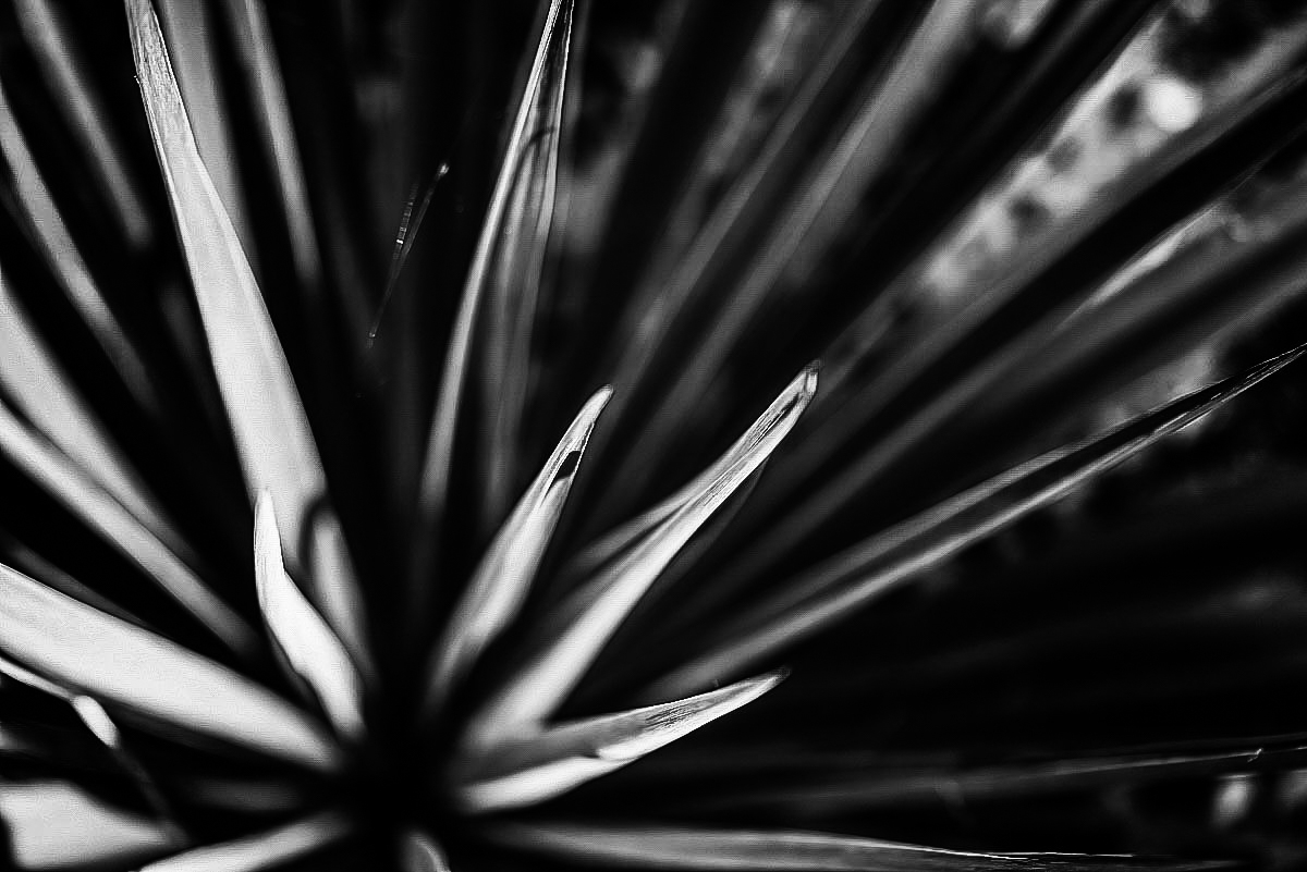 Agave 1-.JPG