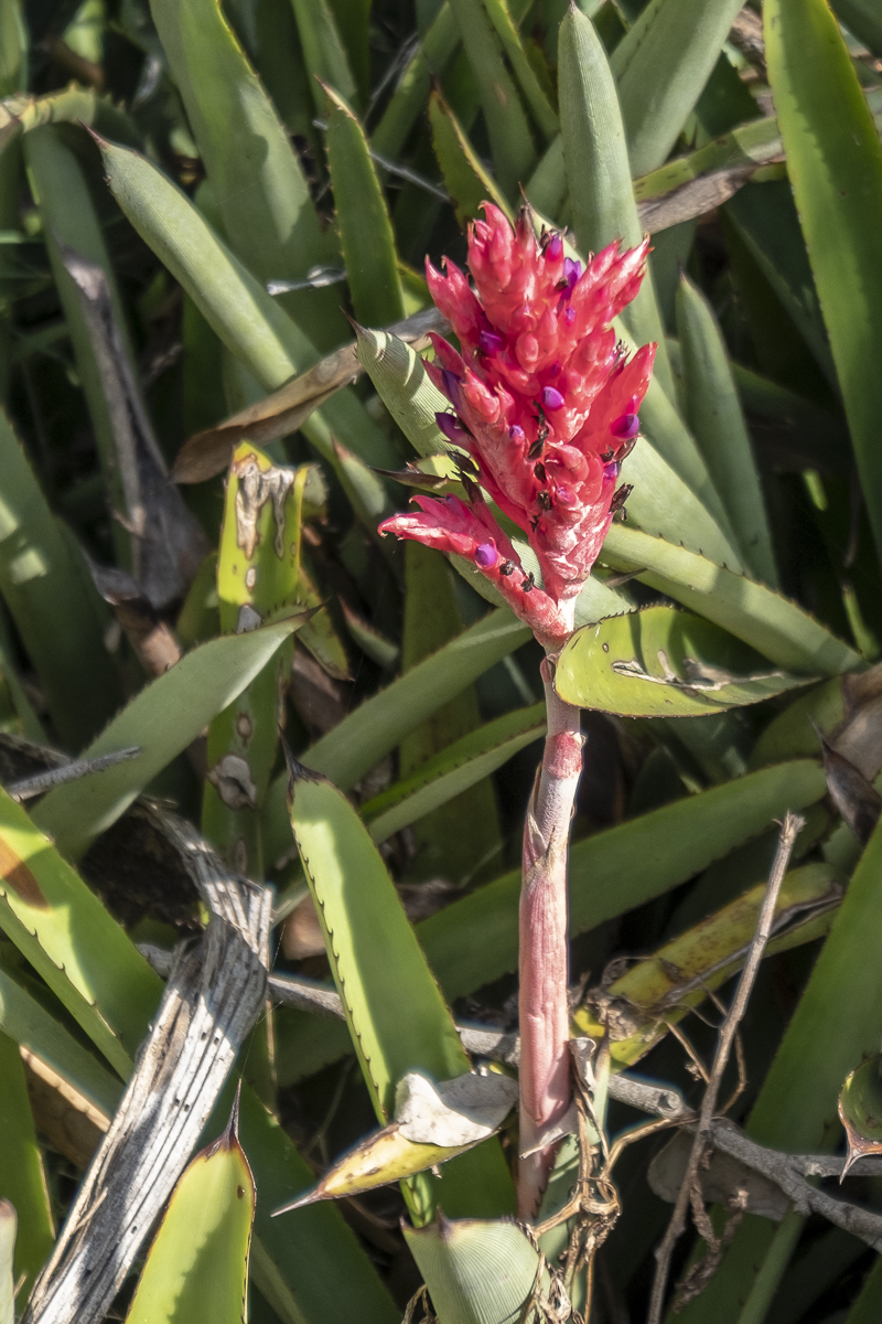 Agave