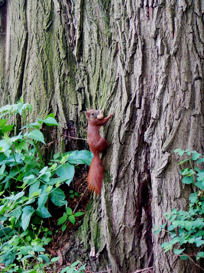 ahörnchen.jpg