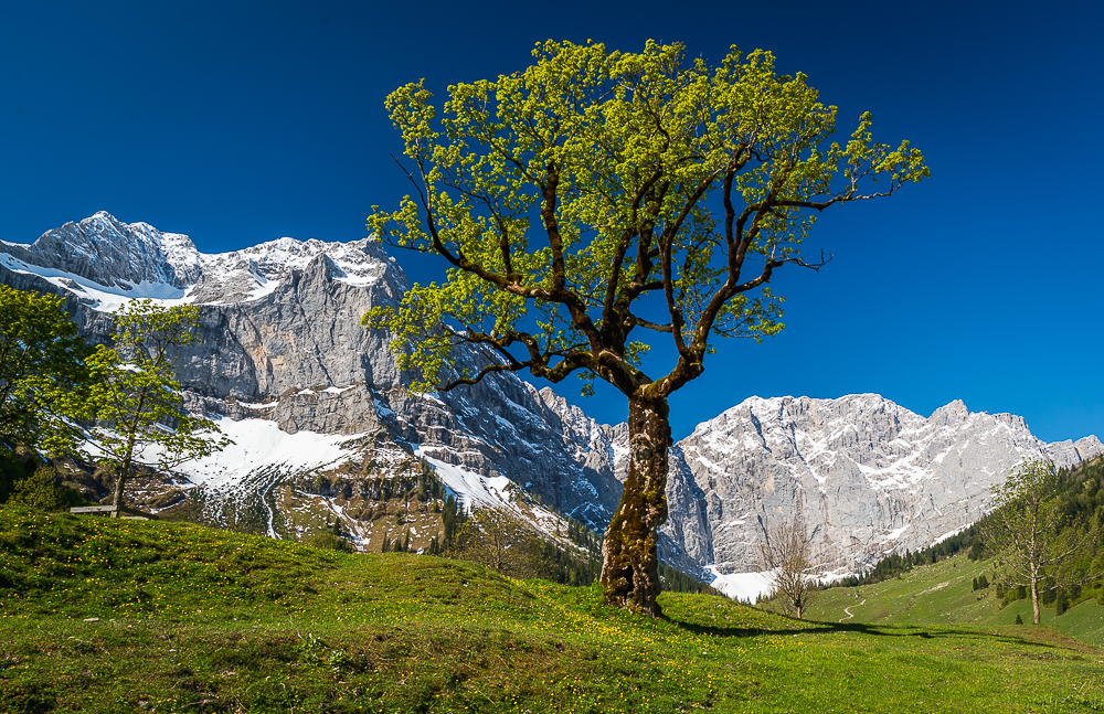Ahorn Berge.jpg